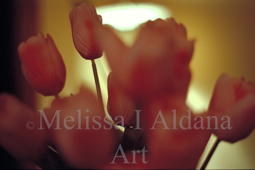 Photograph Tulips at night